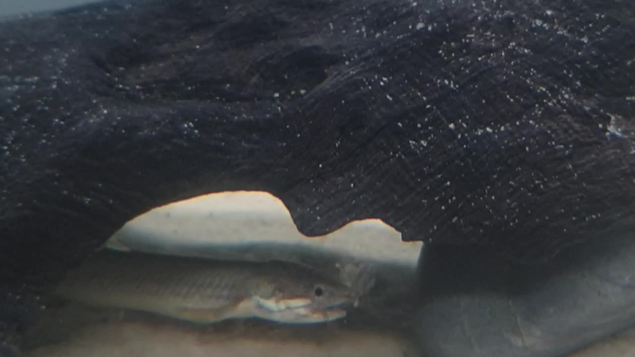 Sengal bichir earing River shrimp