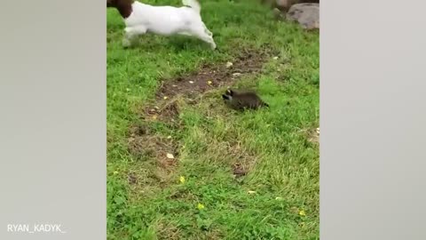 The funniest animals videos 2024 will make you laugh 😂 so hard you’ll cry😹