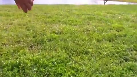 HOW TO MAKE DOGS BECOMING VERY AGGRESSIVE BY SIMPLE STRIP