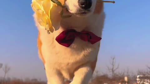 Gentleman Rose puppy