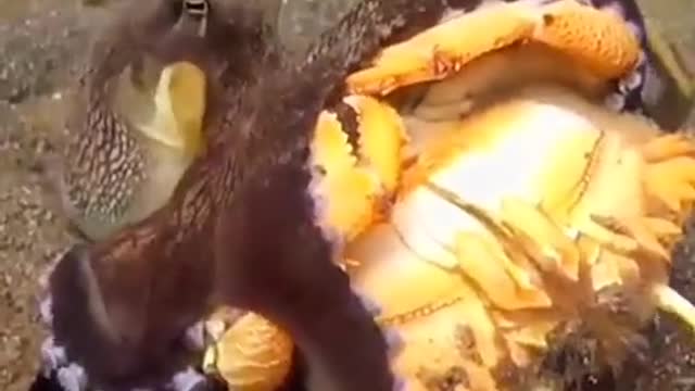 How does an octopus catch a crab
