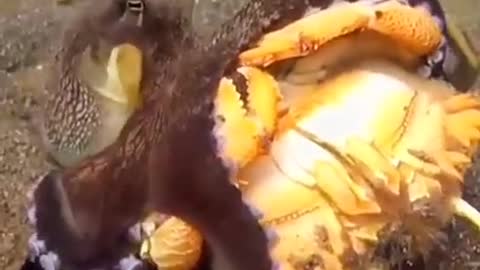 How does an octopus catch a crab