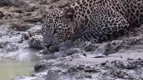 Leopard Takes a Water Break