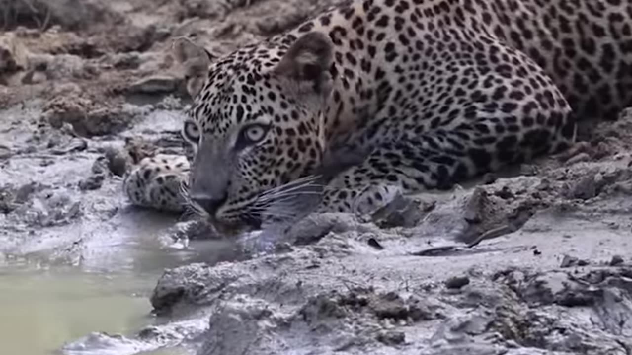 Leopard Takes a Water Break