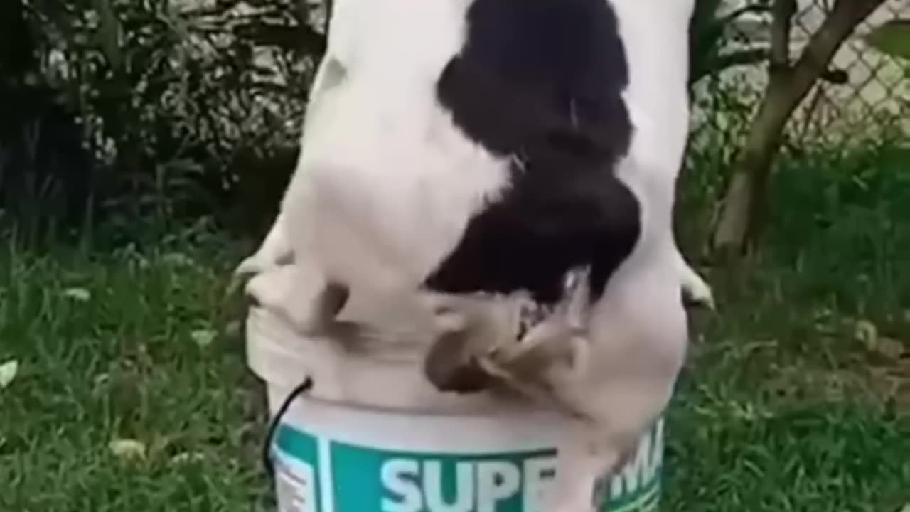 Funny animals 2023π Funniest Cats and Dogs Videoππ