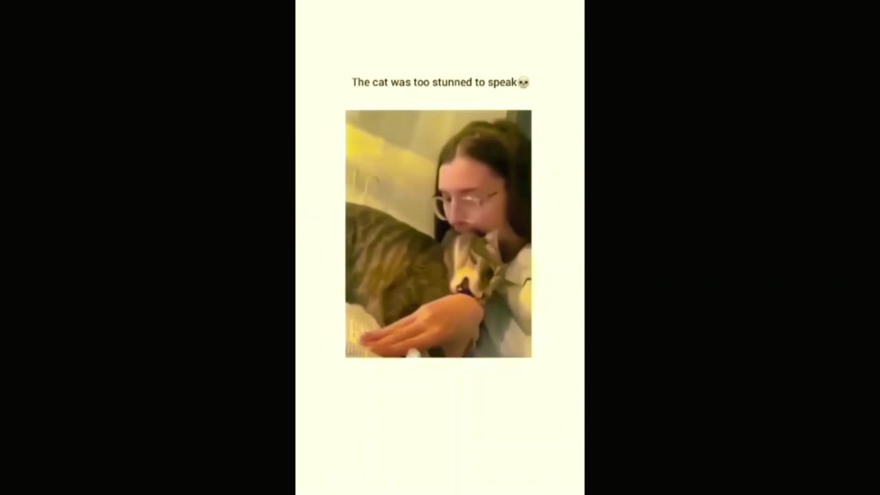 funny video \cat and dog funny video