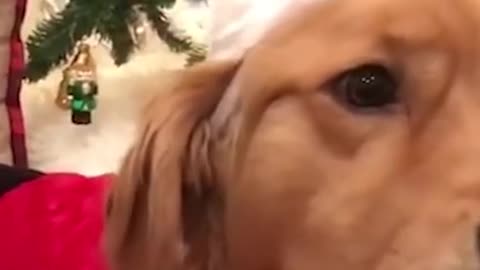 There's always time for a snack during holiday prep! 🍪🐶🎅