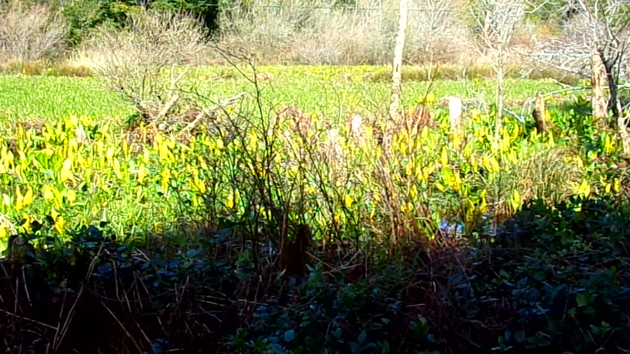 Out hiking in the woods 3/8/24: