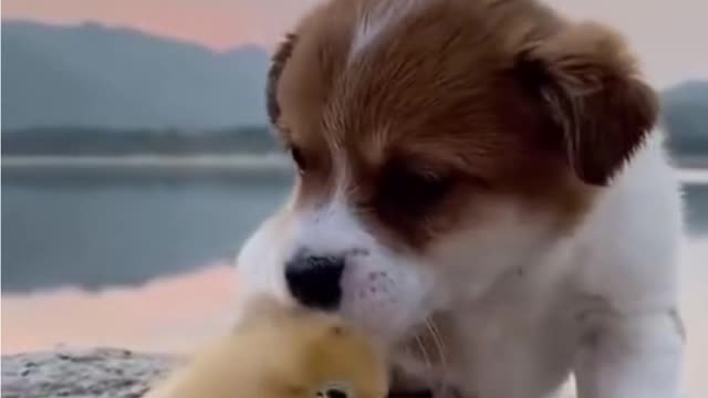 Super Funny Baby dogs lovely puppies HD lovely puppies videos | we love dogs - 37