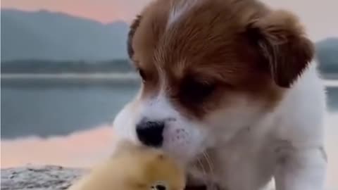 Super Funny Baby dogs lovely puppies HD lovely puppies videos | we love dogs - 37
