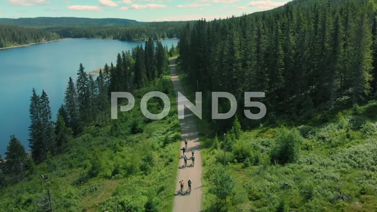 Beautyfull Forest