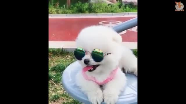 Funny and cute dogs video compilation π΅ππΆπ·
