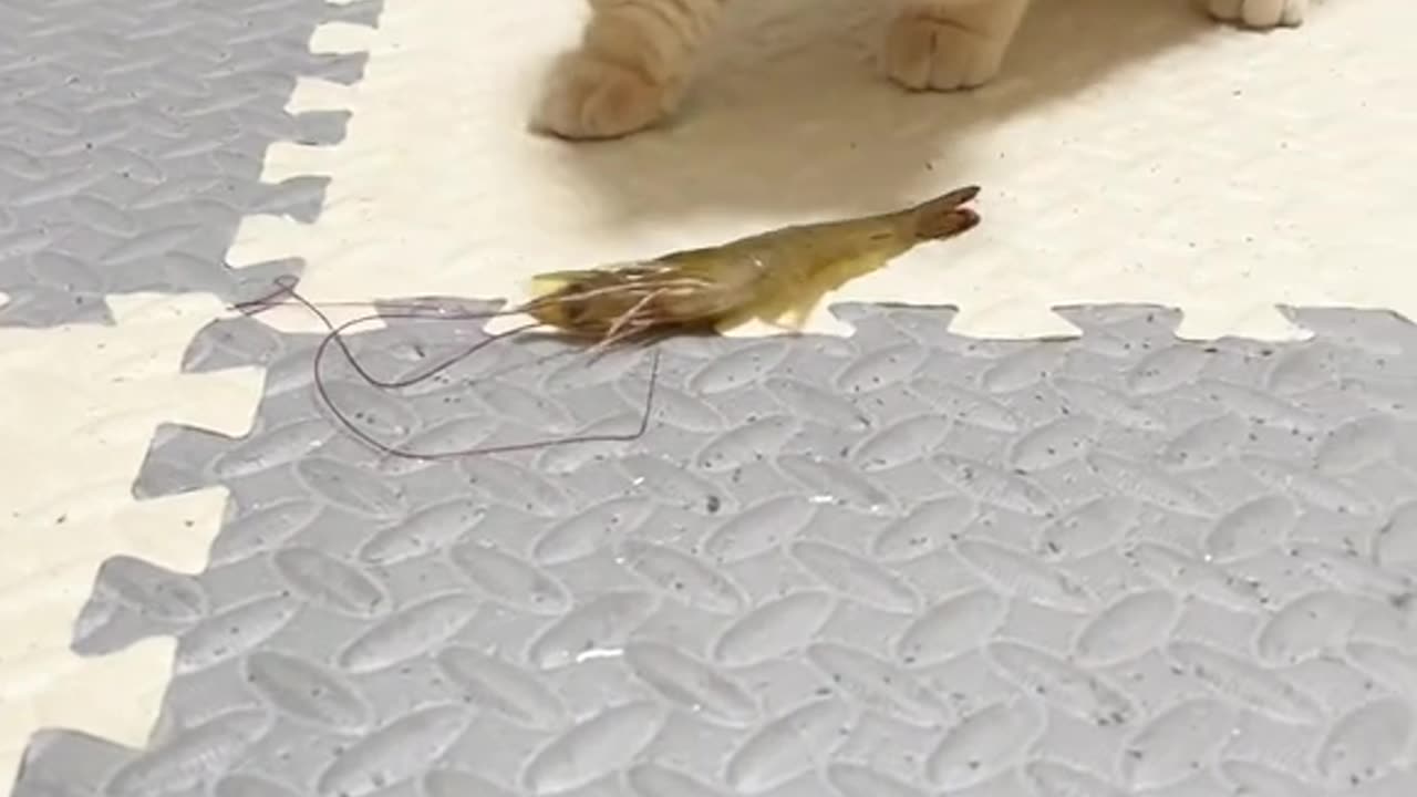 Cute cats