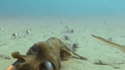 Octopus captures a shark