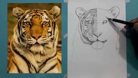 Belajar menggambar macan