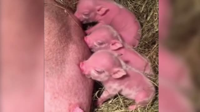 The posture of the sow is elegant and the degree of coordination is high.