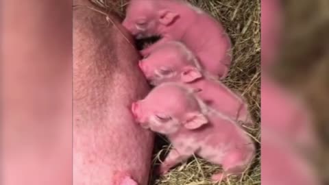 The posture of the sow is elegant and the degree of coordination is high.