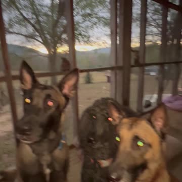 Cowboy (Belgian Malinois dog)was not happy when owner ate his treats.