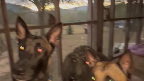 Cowboy (Belgian Malinois dog)was not happy when owner ate his treats.
