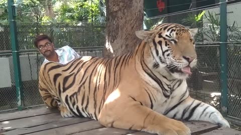 Bangkok- Fantastic- Tiger- Park