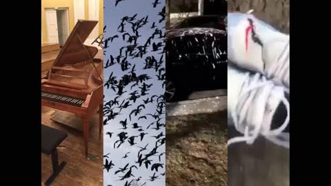 Beethoven's 5th Bird Poo