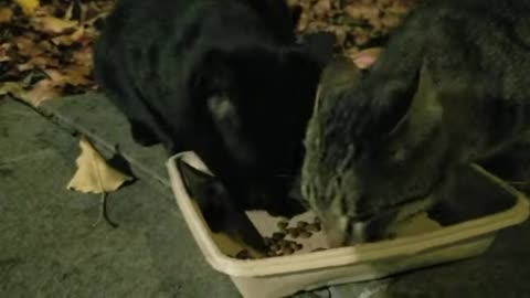 20231124 173842 Tux and Stripey Crunching Late