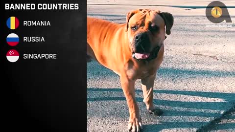 Top 10 Illegal Dog Breeds😵