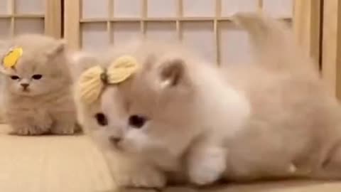 😻😻😻😻😻😻