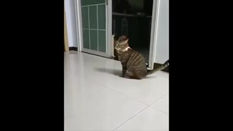 Kitty Cats Being Jerks