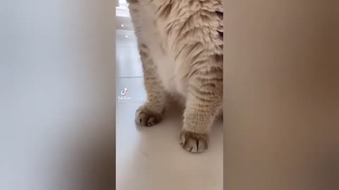 HOUR FUNNY CATS COMPILATION 2022😂_ Funny and Cute Cat Videos😸 ! - 187
