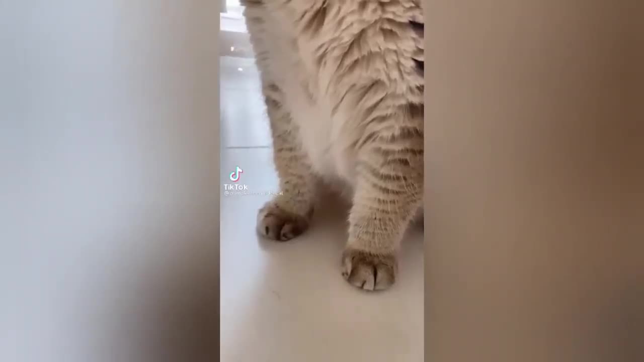 HOUR FUNNY CATS COMPILATION 2022😂_ Funny and Cute Cat Videos😸 ! - 187
