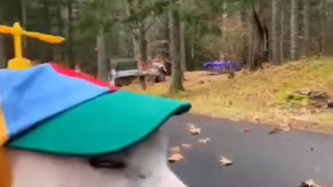 Try not to laugh 😂 funny animals😹