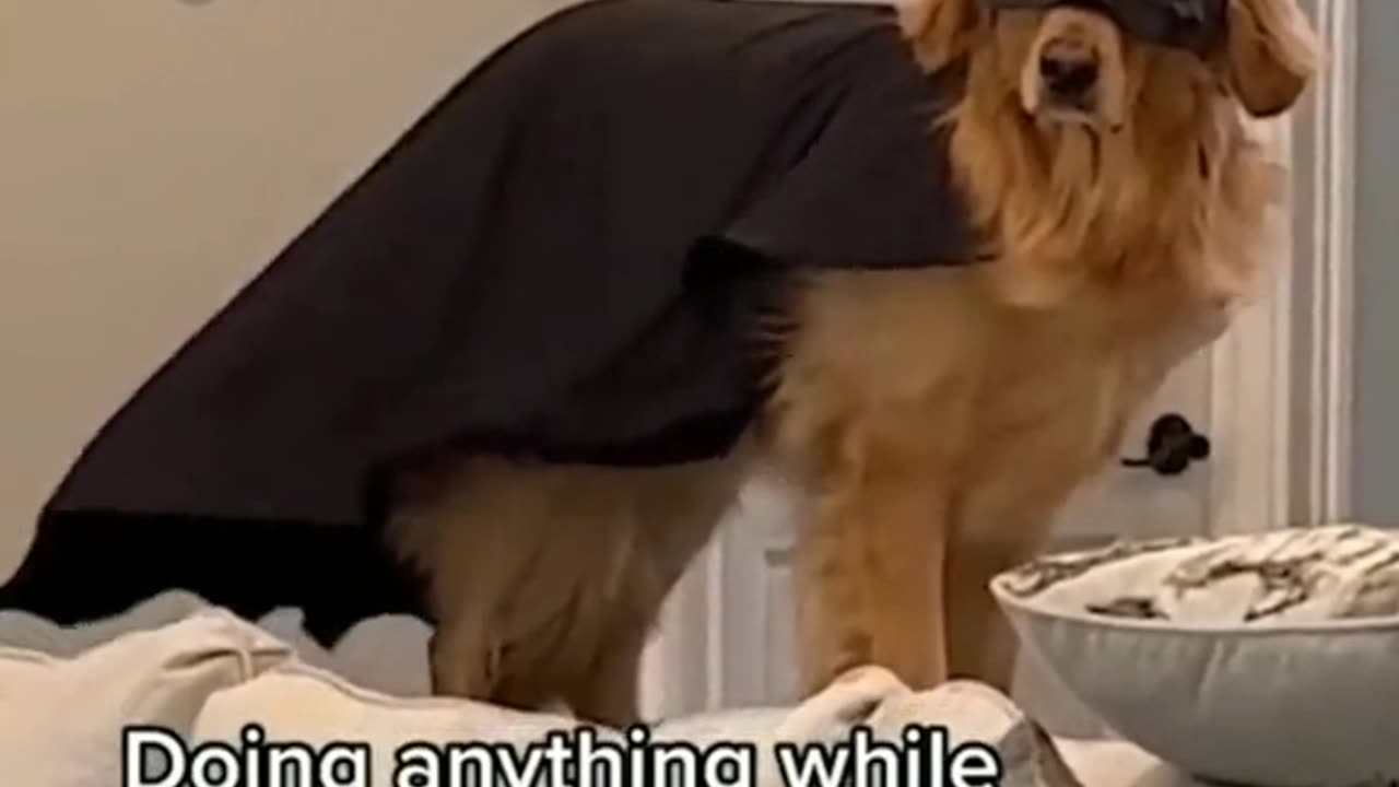Part -2 Funny Animal Video 😀