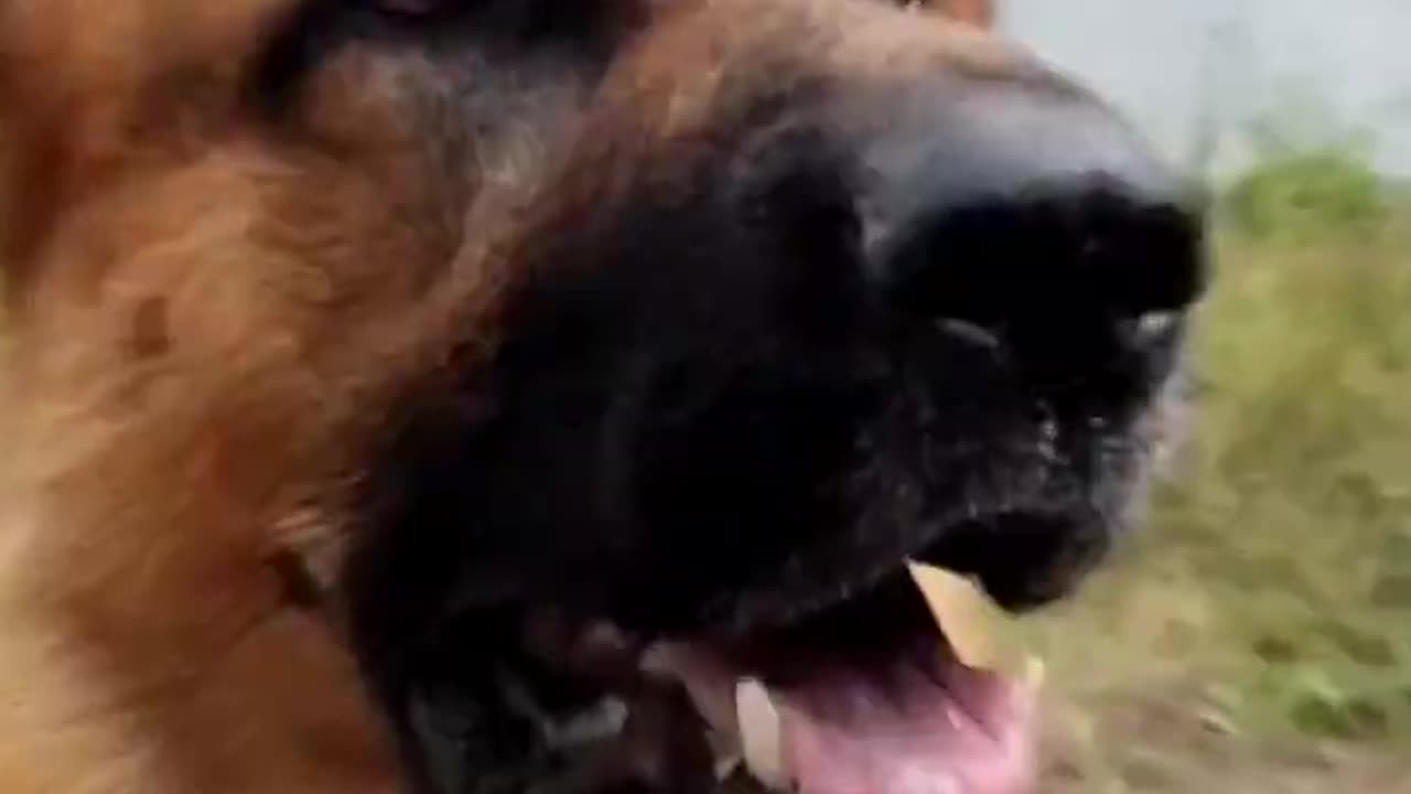 Playing in nature with a German shepherd