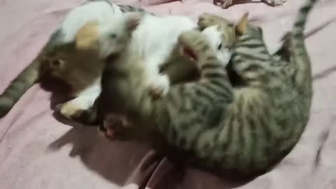 cat's fighting -- lovely cat's videos