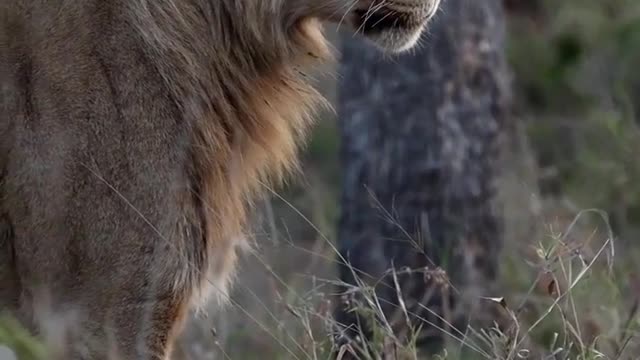 This look seems to have found prey