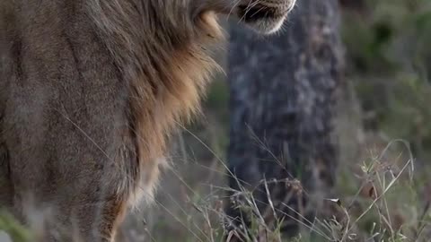 This look seems to have found prey