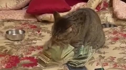 Counting Money