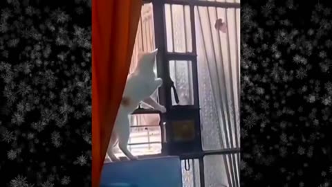 Funniest animal 2024 !!!🤣 #1