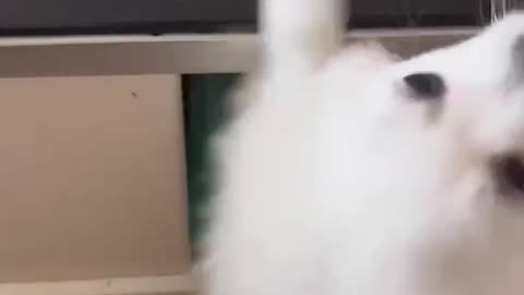 cute cat