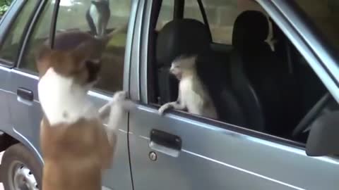 Angry Cats VS Dogs Funny Compilation 2017 _360p