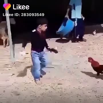 Prairie cock flirts with the child, see what happens
