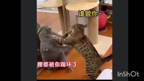 Kung Fu kittens try not to laugh 😂