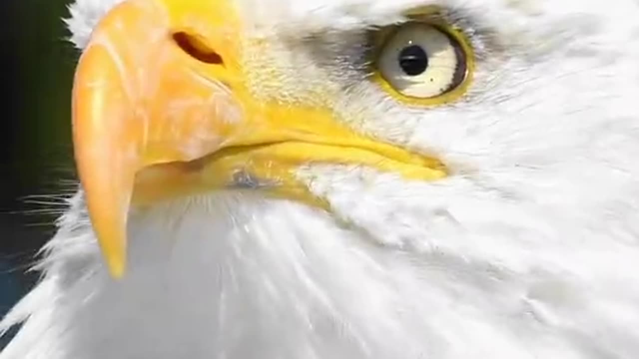 Eagle sound is amazing