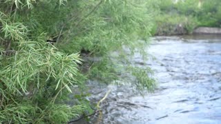 Tree to river pan