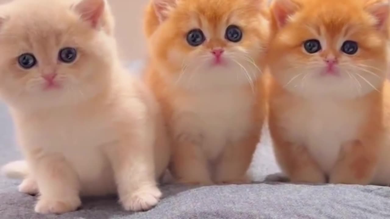 Heart-Melting Moments! Adorable Baby Kittens Bring Pure Bliss to Your Day