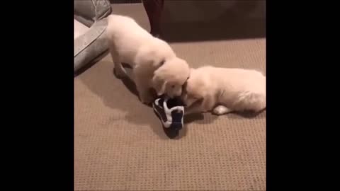 Episode 15 - Cannot stop laughing