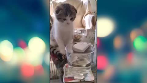 Funny Animals 2