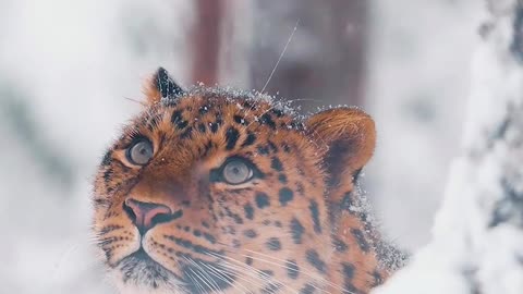 BEAUTIFULL Tiger Video