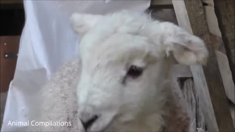 A very cute little sheep makes a mess at home. You have to see it.